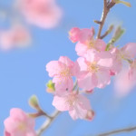 就活生よ、中小企業も選択肢へ