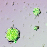 『30代の未熟な研究者』と言う表現（怒