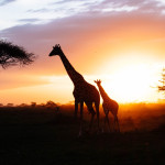 DNAと戦えるのか？