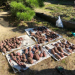 実家での芋ほり