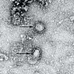 新型コロナウィルスを治めて欲しい（卒業式があるんだ！）