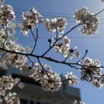 コロナの事を書きたくないけど緊急事態宣言が出た